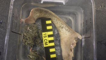 Media type: image;   Invertebrate Zoology 153118 Description: live specimen;